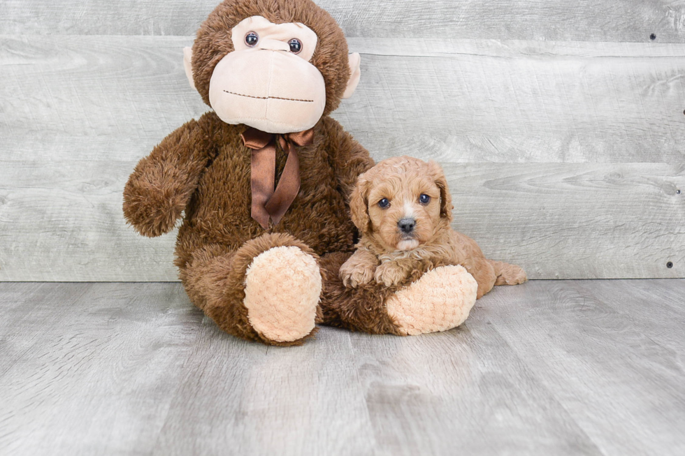 Cavapoo Pup Being Cute