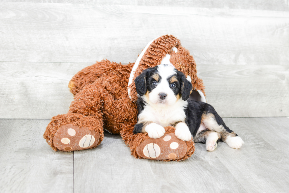 Happy Mini Bernedoodle Baby