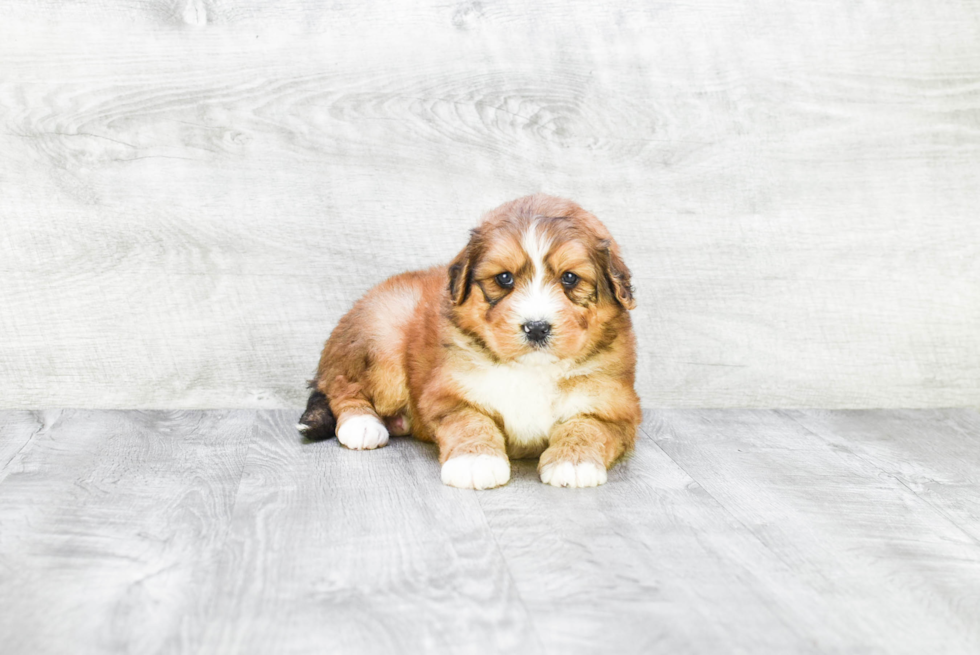 Best Mini Bernedoodle Baby