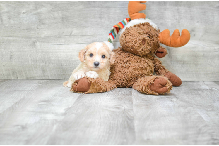 Cavapoo Pup Being Cute