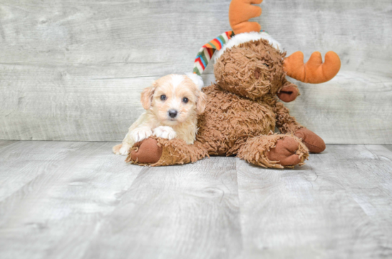 Cavapoo Pup Being Cute