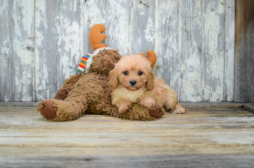 Best Cavapoo Baby