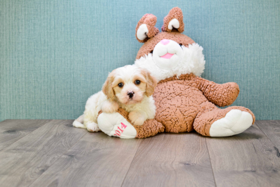 Cavachon Puppy for Adoption