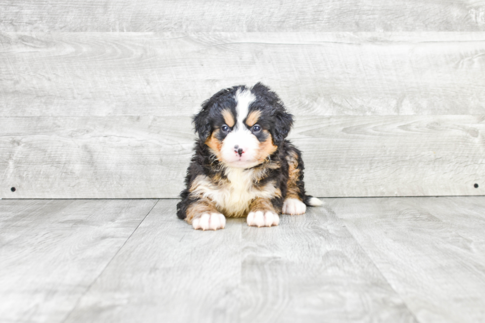 Mini Bernedoodle Pup Being Cute