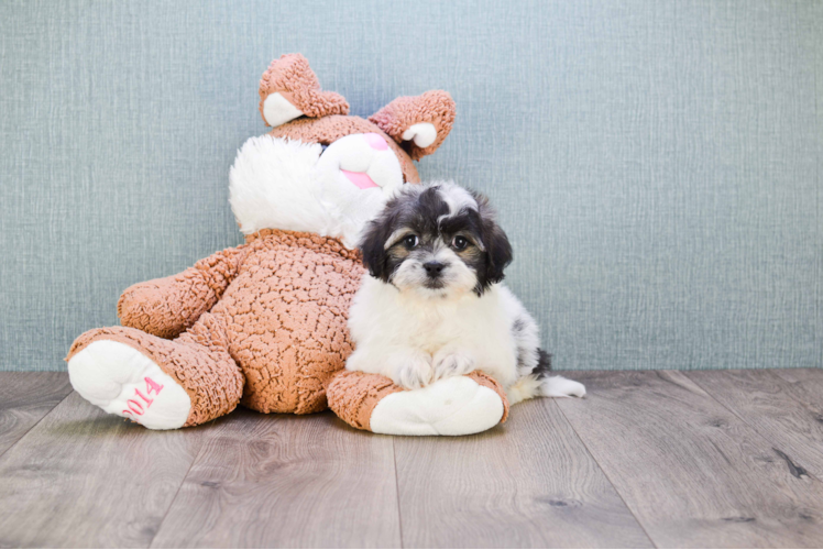 Teddy Bear Pup Being Cute