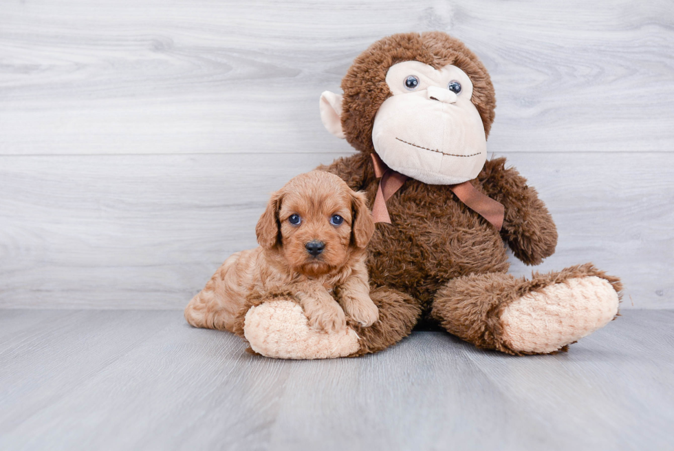 Hypoallergenic Cavoodle Poodle Mix Puppy