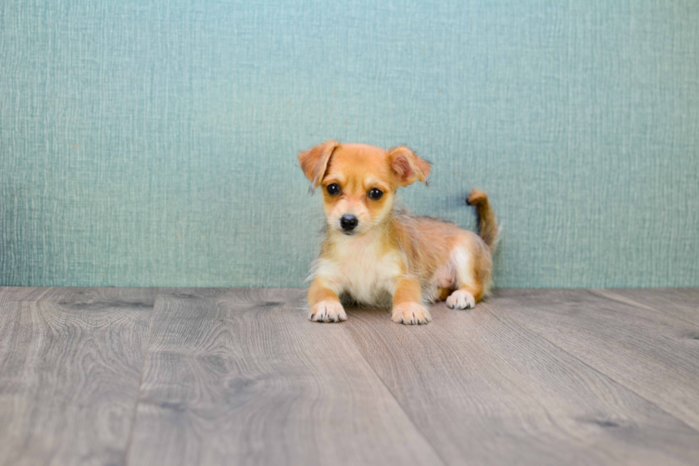 Chorkie Pup Being Cute