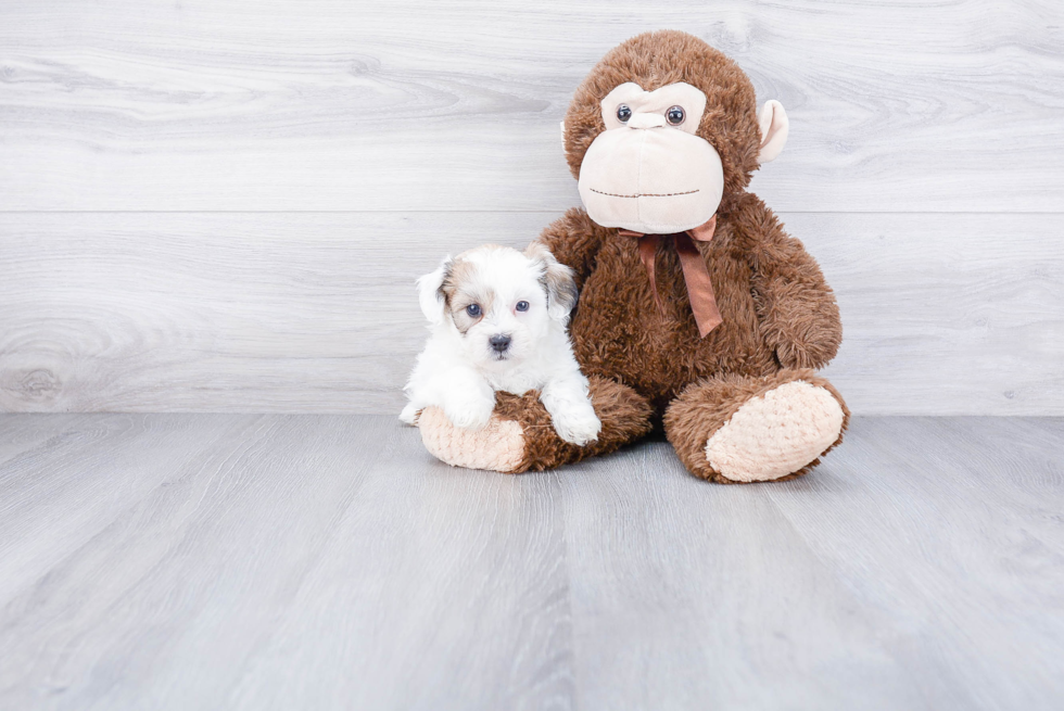 Teddy Bear Pup Being Cute