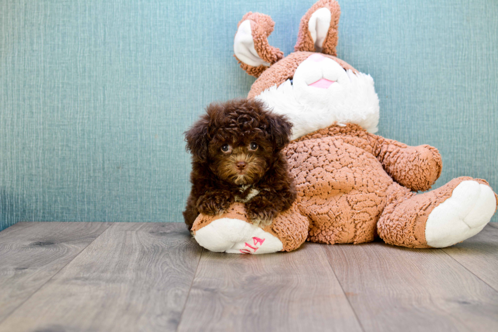 Friendly Poodle Purebred Pup