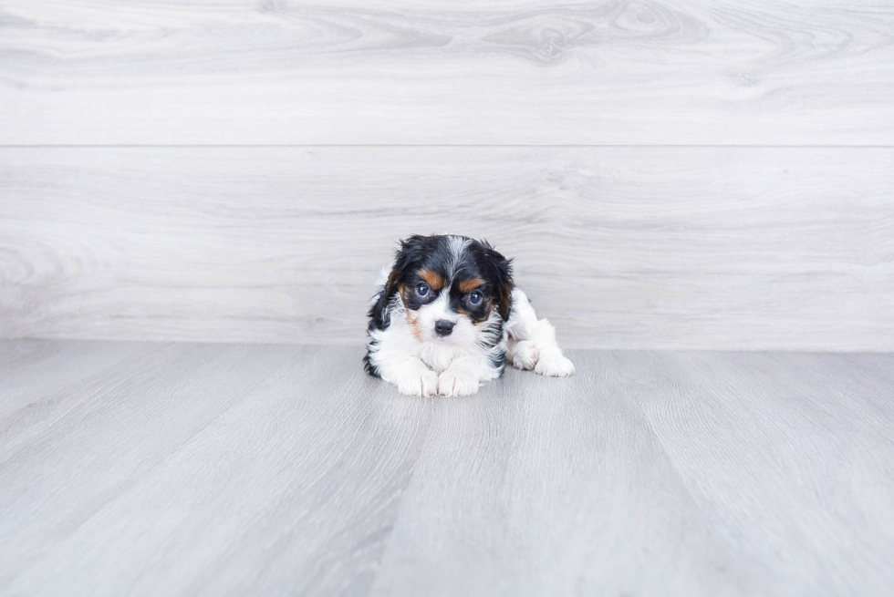 Energetic Cavalier King Charles Spaniel Purebred Puppy