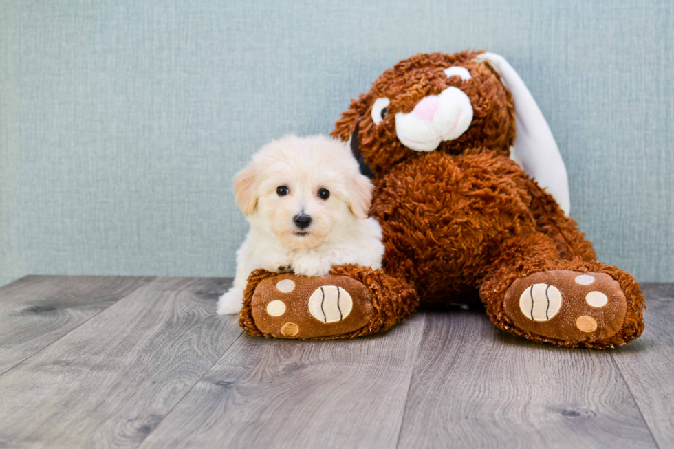 Cute Maltipoo Baby