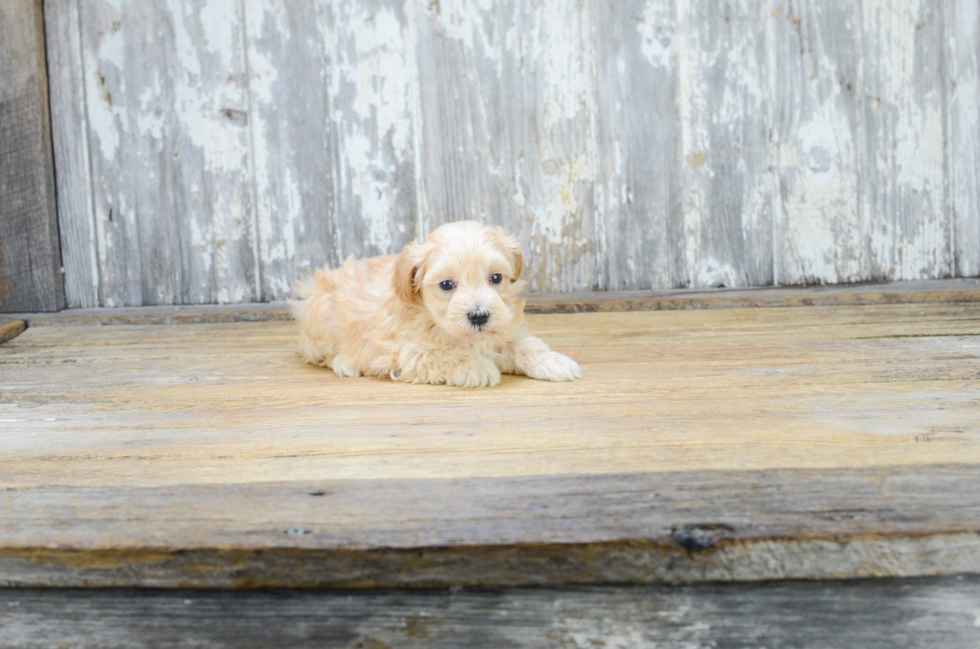 Playful Maltepoo Poodle Mix Puppy