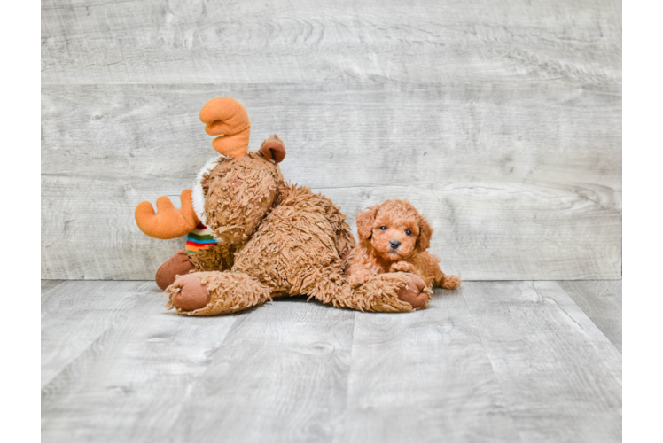 Poodle Puppy for Adoption