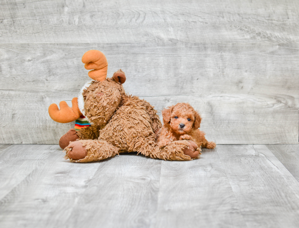 Poodle Puppy for Adoption