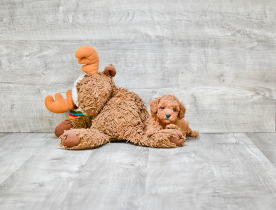 Poodle Puppy for Adoption