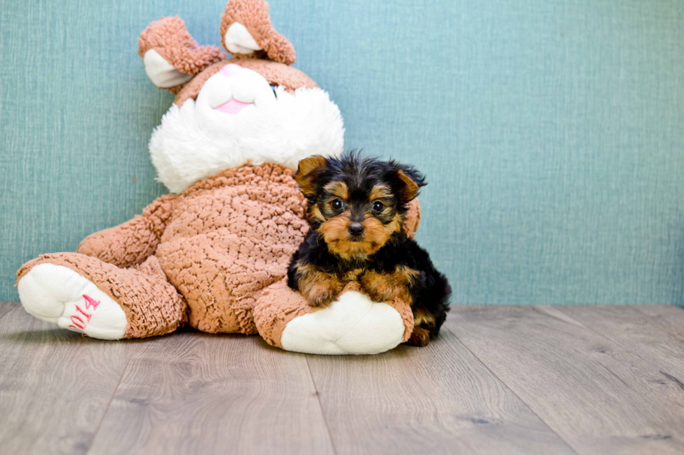 Meet Rascal - our Yorkshire Terrier Puppy Photo 