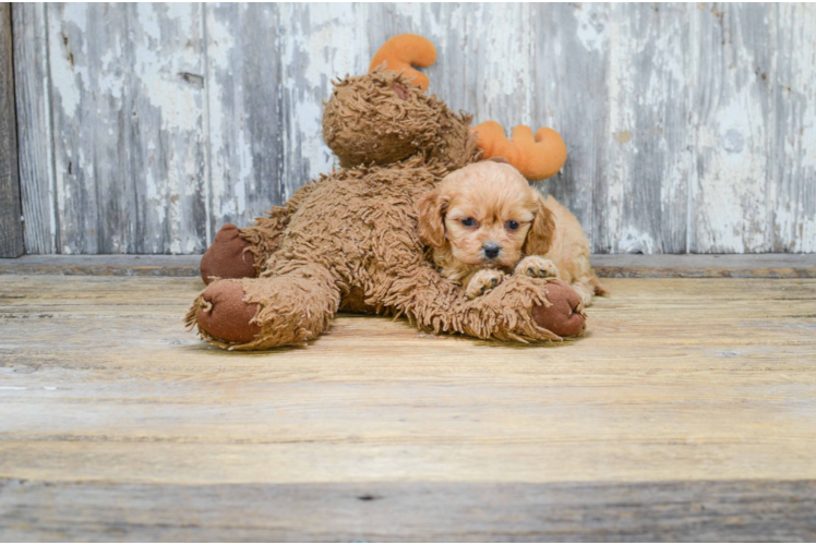 Sweet Cavachon Baby