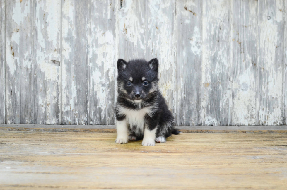 Petite Pomsky Designer Pup