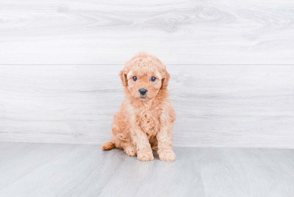 Cute Mini Goldendoodle Baby