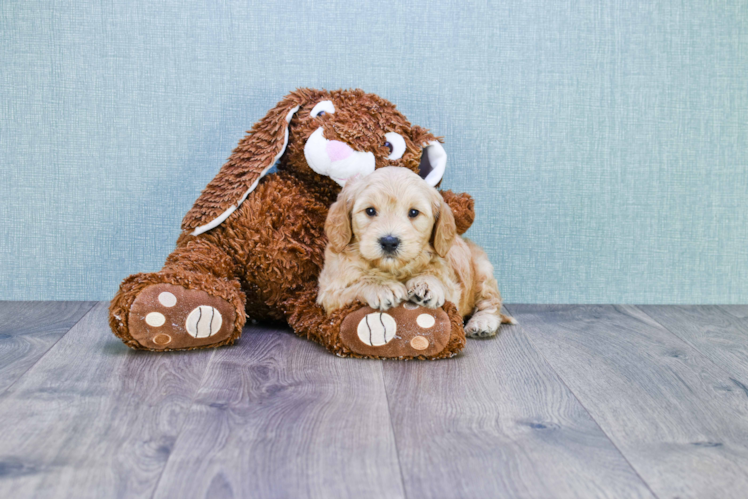 Happy Mini Goldendoodle Baby