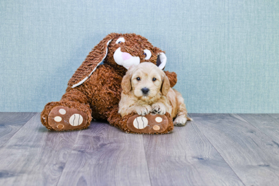 Happy Mini Goldendoodle Baby