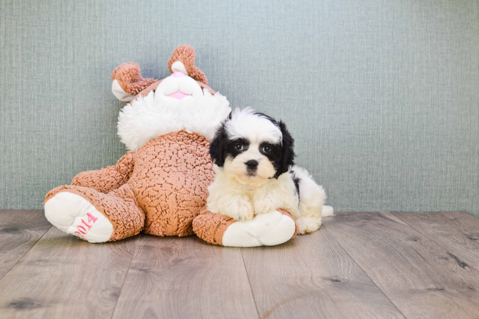 Friendly Teddy Bear Baby