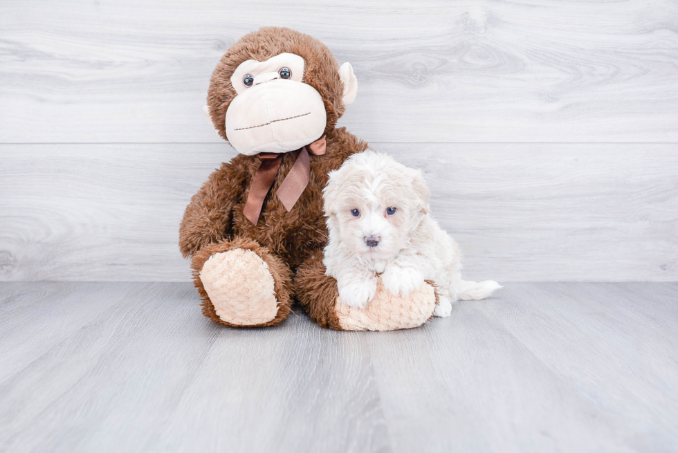 Best Maltipoo Baby