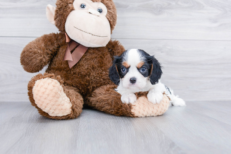 Cavalier King Charles Spaniel Pup Being Cute