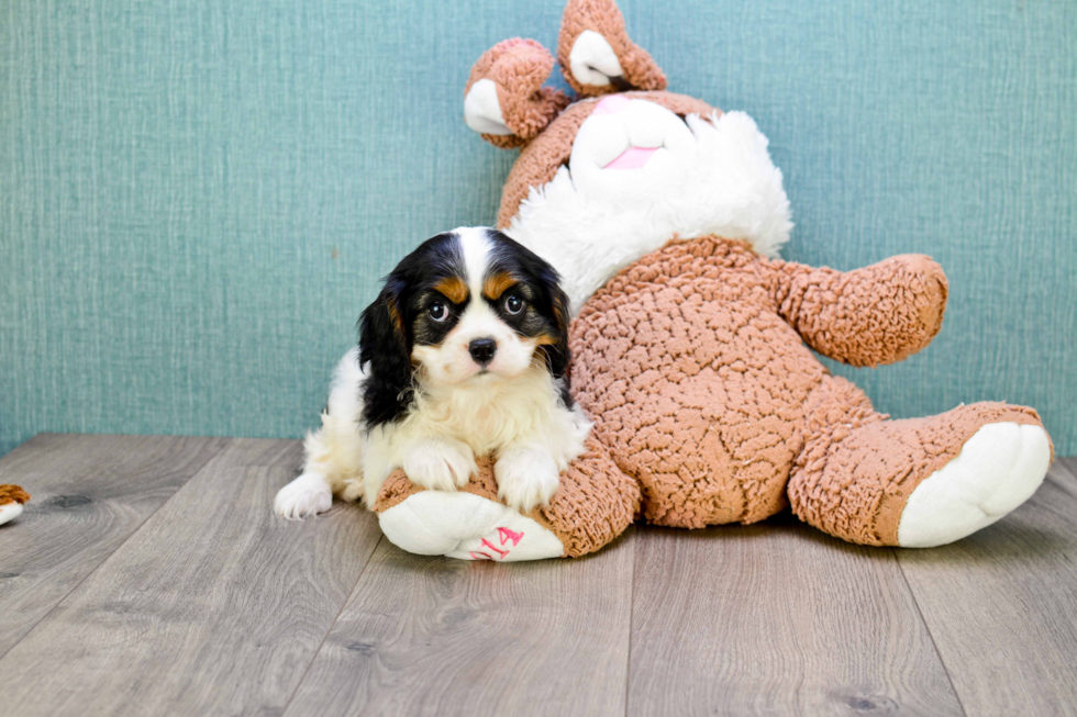 Cavalier King Charles Spaniel Puppy for Adoption