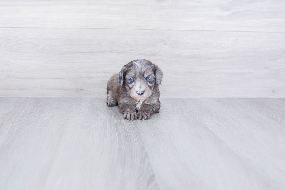 Playful Aussiepoo Poodle Mix Puppy