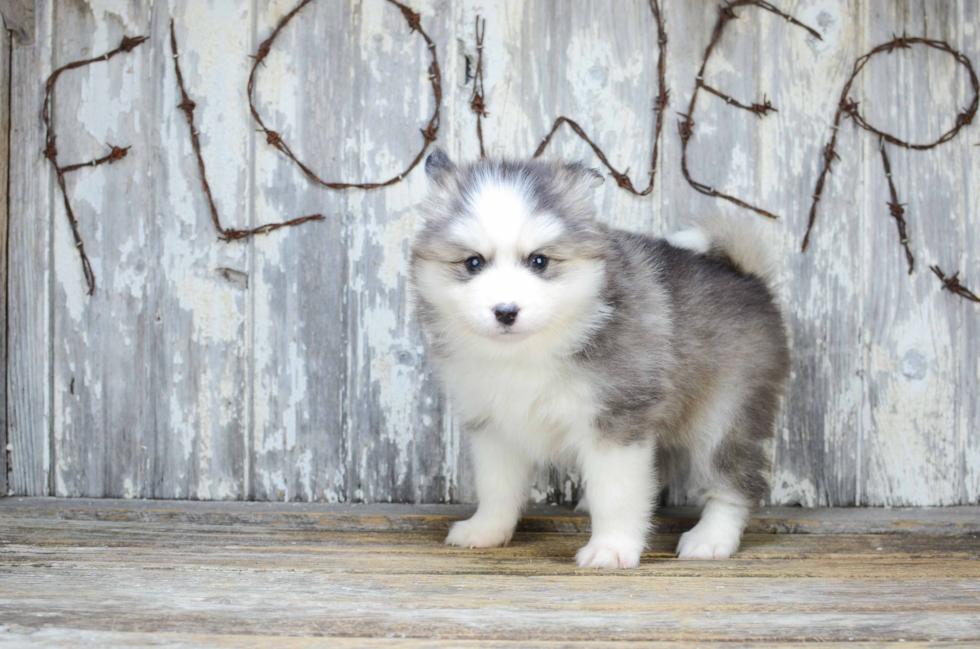 Best Pomsky Baby