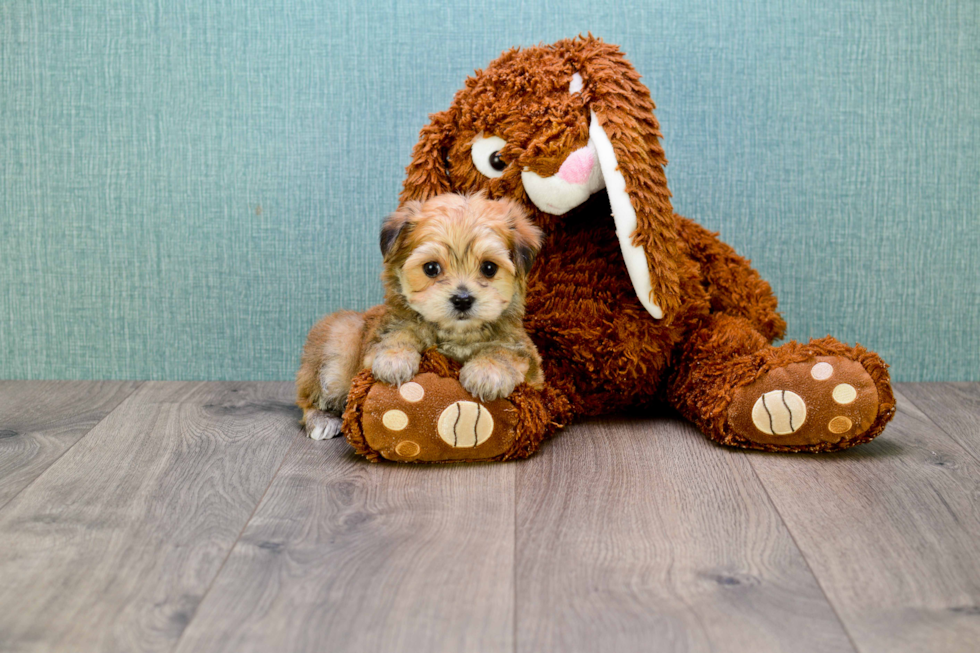 Friendly Morkie Baby