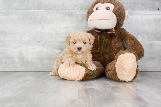 Maltipoo Pup Being Cute