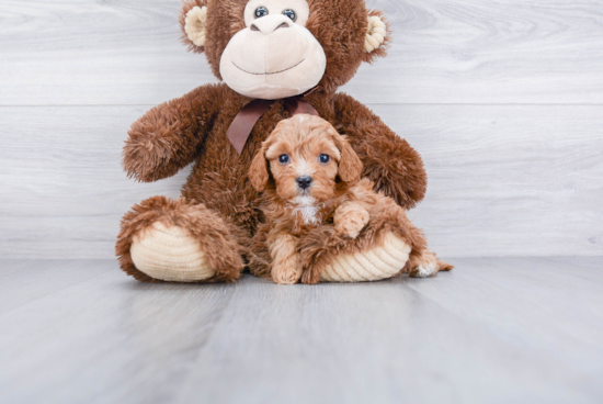 Cavapoo Puppy for Adoption