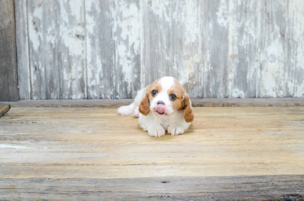 Funny Cavalier King Charles Spaniel Baby