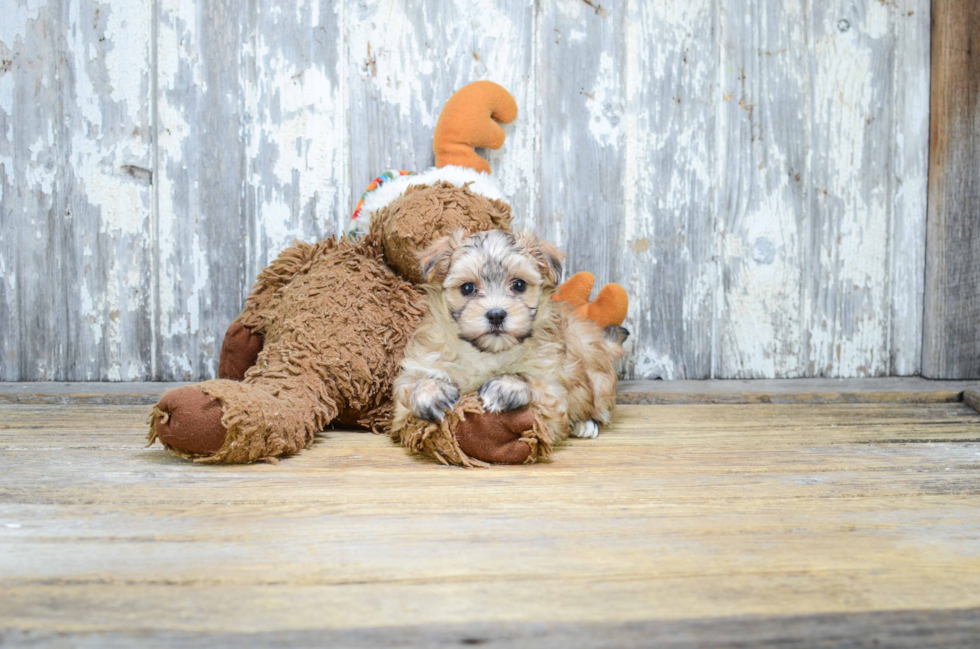 Petite Morkie Designer Pup