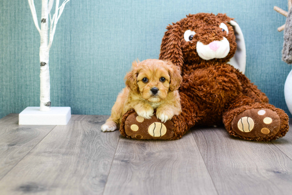 Cavapoo Pup Being Cute