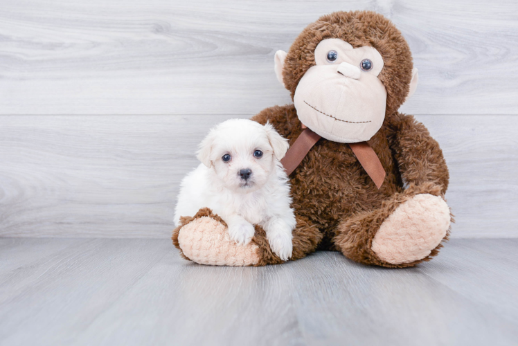 Popular Teddy Bear Designer Pup