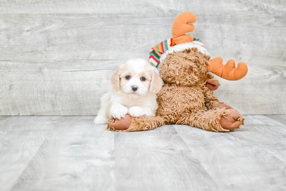 Best Cavachon Baby