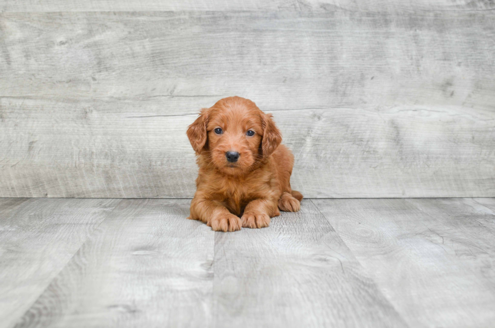 Mini Goldendoodle Pup Being Cute