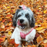 Playful Bichpoo Poodle Mix Pup