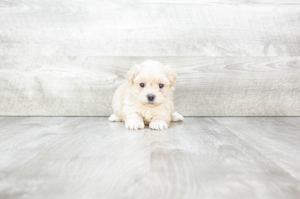 Best Maltipoo Baby