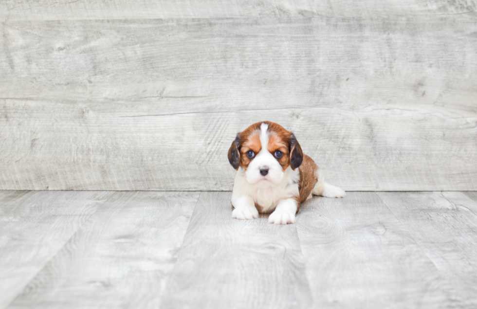 Best Cavachon Baby