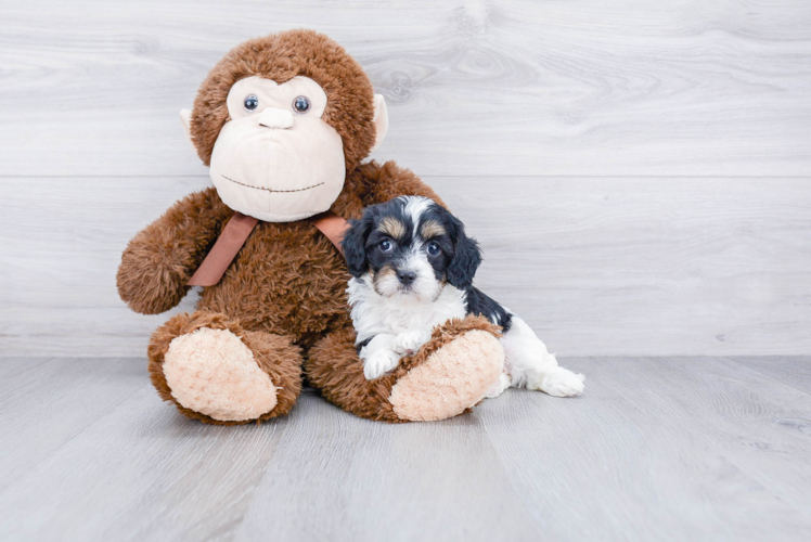 Little Cavoodle Poodle Mix Puppy