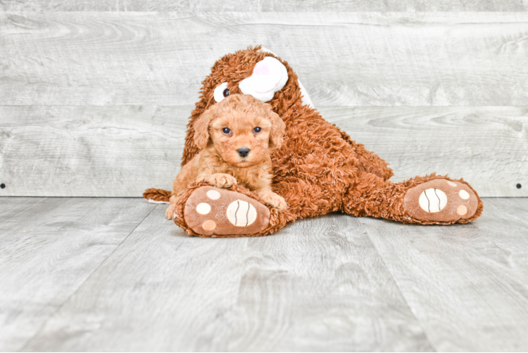 Energetic Golden Retriever Poodle Mix Puppy