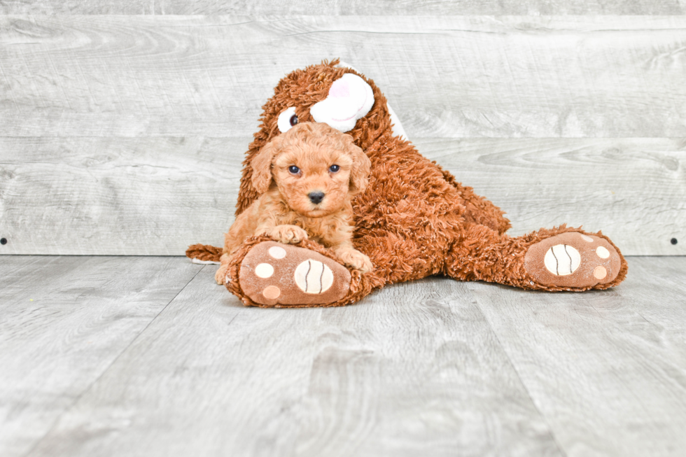 Energetic Golden Retriever Poodle Mix Puppy