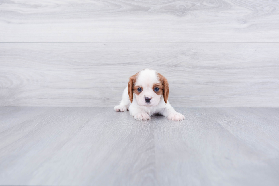 Friendly Cavalier King Charles Spaniel Baby