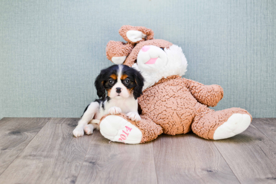 Akc Registered Cavalier King Charles Spaniel Purebred Pup