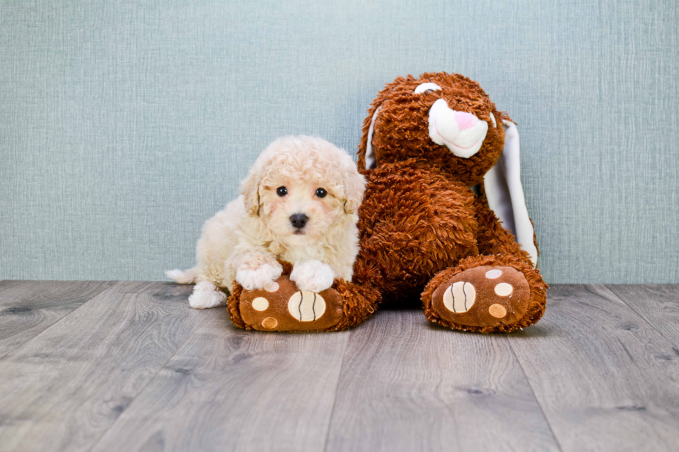 Maltipoo Puppy for Adoption