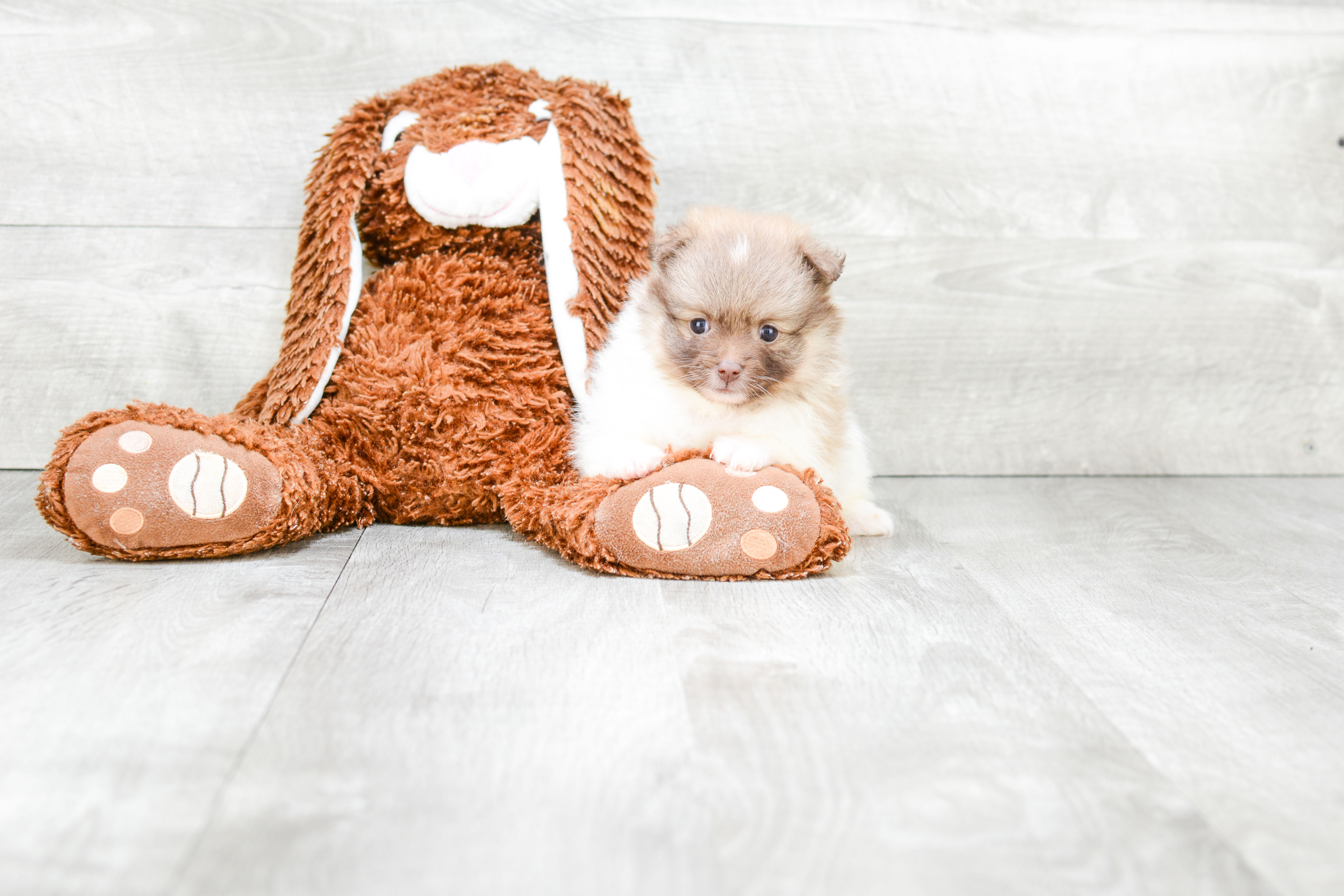 Happy Pomeranian Purebred Puppy